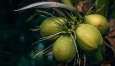 Kelapa (Dok. Ist)
