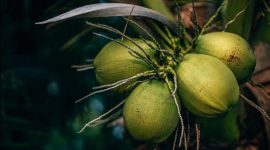 Kelapa (Dok. Ist)