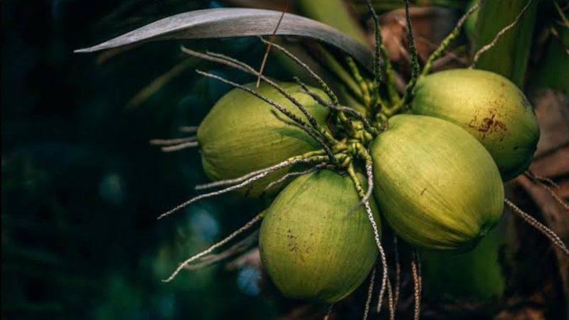 Kelapa (Dok. Ist)