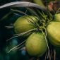 Kelapa (Dok. Ist)