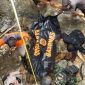 Proses evakuasi korban (Dok. Ist)