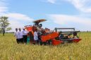 Beras Indonesia surplus (Dok. Ist)