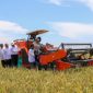 Beras Indonesia surplus (Dok. Ist)
