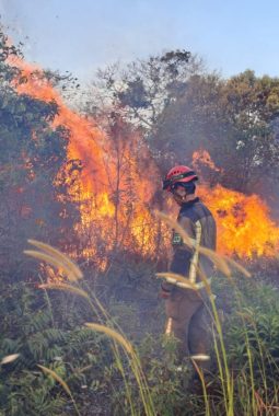 Pemerintah Kota Palembang Lakukan Antisipasi Kebakaran Hutan di Musim Kemarau