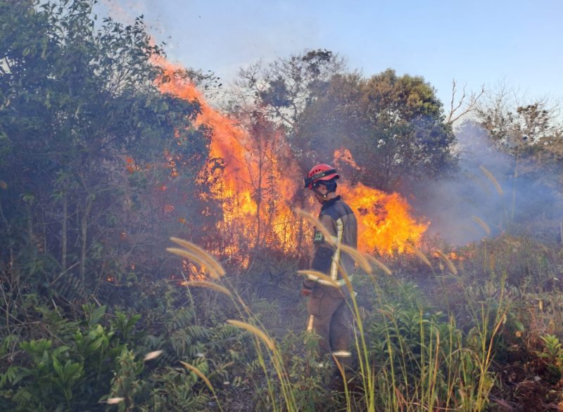 Palembang Lakukan Antisipasi Kebakaran Hutan di Musim Kemarau