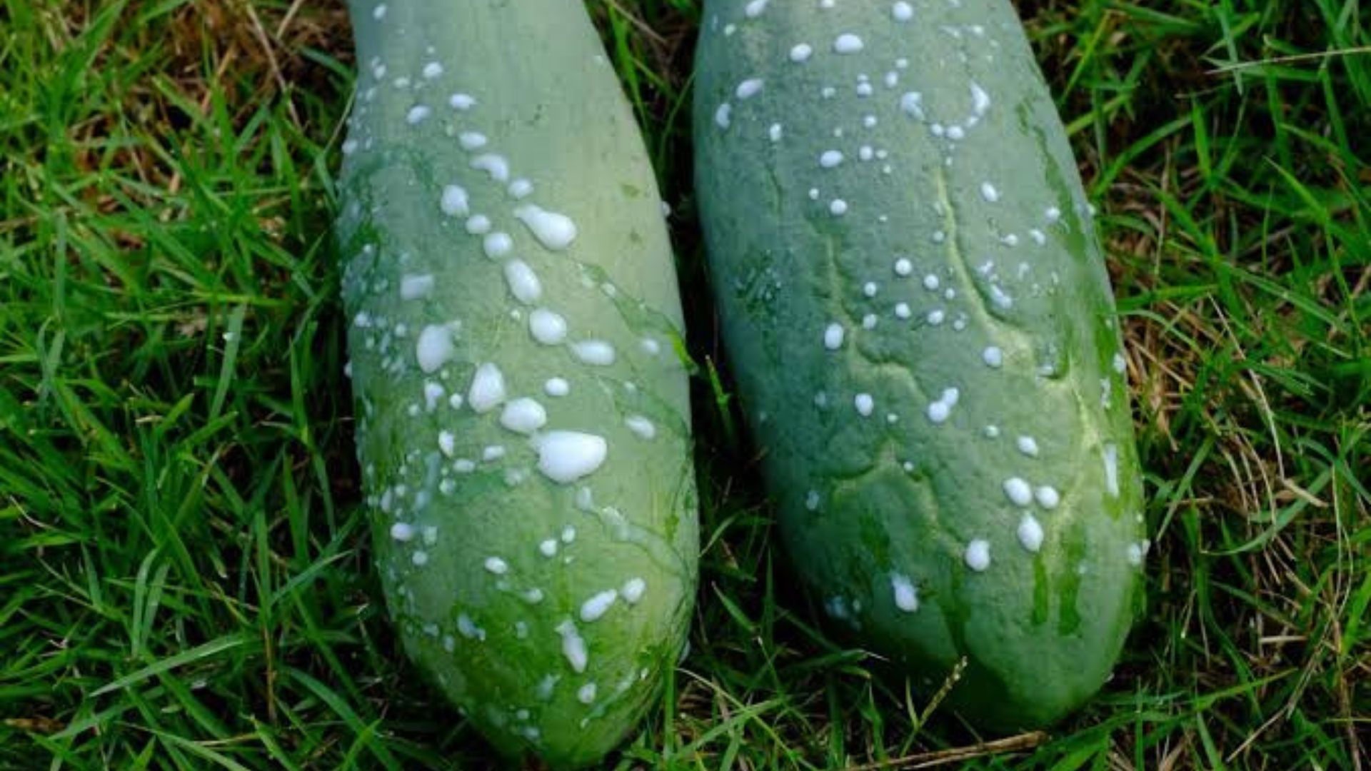 Ubah Getah Pepaya Jadi Produk Laris dan Bernilai Ekonomi Tinggi