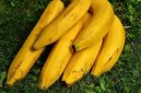 Pisang tanduk yang diklaim menguntungkan petani (Dok. Ist)