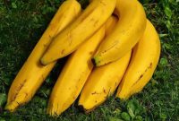 Pisang tanduk yang diklaim menguntungkan petani (Dok. Ist)