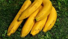 Pisang tanduk yang diklaim menguntungkan petani (Dok. Ist)