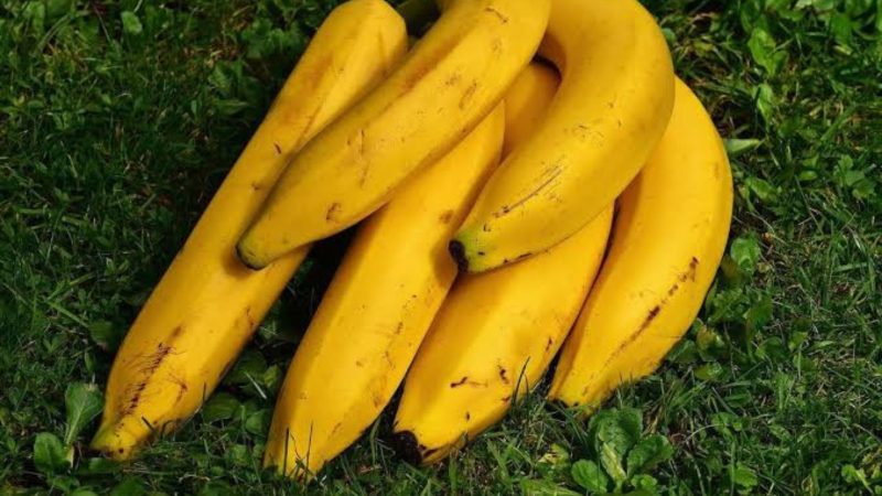 Pisang tanduk yang diklaim menguntungkan petani (Dok. Ist)