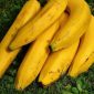 Pisang tanduk yang diklaim menguntungkan petani (Dok. Ist)