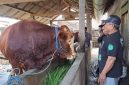 Sapi yang dipilih presiden Prabowo Subianto (Dok. Ist)