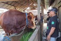 Sapi yang dipilih presiden Prabowo Subianto (Dok. Ist)