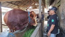 Sapi yang dipilih presiden Prabowo Subianto (Dok. Ist)