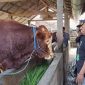 Sapi yang dipilih presiden Prabowo Subianto (Dok. Ist)