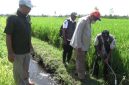 Sawah yang rusak akibat tikus (Dok. Ist)