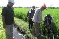 Sawah yang rusak akibat tikus (Dok. Ist)