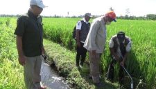 Sawah yang rusak akibat tikus (Dok. Ist)