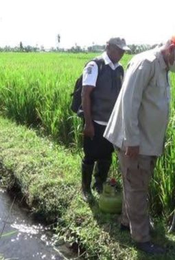 14 Ribu Hektare Sawah di Lumajang Rusak karena Serangan Tikus, Pemerintah Turun Tangan