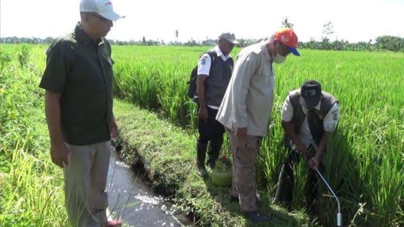 Sawah yang rusak akibat tikus (Dok. Ist)