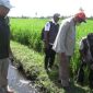 Sawah yang rusak akibat tikus (Dok. Ist)