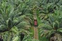 Kebun sawit (Dok. Ist)