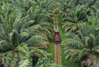 Kebun sawit (Dok. Ist)