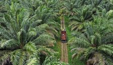 Kebun sawit (Dok. Ist)