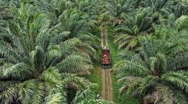 Kebun sawit (Dok. Ist)