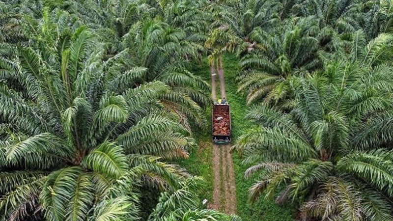 Kebun sawit (Dok. Ist)