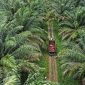 Kebun sawit (Dok. Ist)