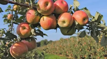Menjelajah Serunya Wisata Petik Apel Agro Rakyat di Kota Batu