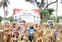 Panen Jagung (Dok. Ist)