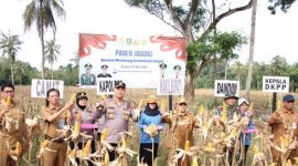 Panen Jagung (Dok. Ist)