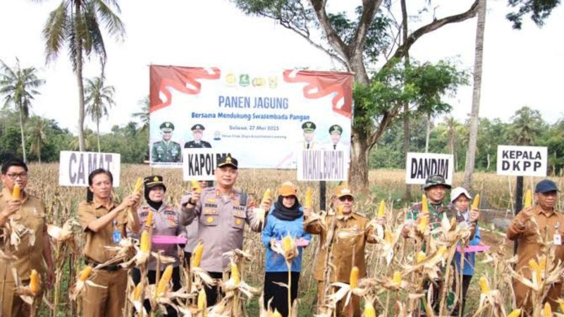 Panen Jagung (Dok. Ist)