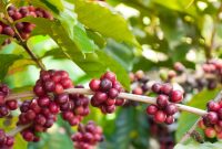 Kopi Indonesia (Dok. Ist)