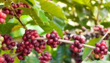 Kopi Indonesia (Dok. Ist)