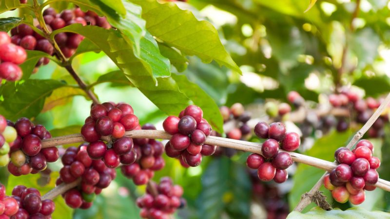 Kopi Indonesia (Dok. Ist)