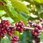 Kopi Indonesia (Dok. Ist)