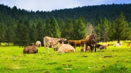 Alasan Makhluk Hidup Memerlukan Nutrisi dalam Jumlah yang Banyak