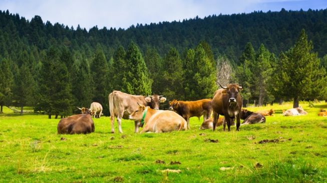 Alasan Makhluk Hidup Memerlukan Nutrisi dalam Jumlah yang Banyak