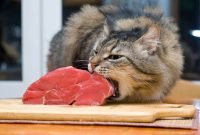 Apakah Kucing Boleh Makan Daging Kambing