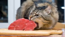 Apakah Kucing Boleh Makan Daging Kambing
