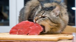Apakah Kucing Boleh Makan Daging Kambing