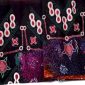Batik Kulon Progo Mendunia