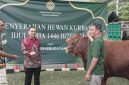 KLH serahkan 33 Hewan Qurban (Dok. Ist)