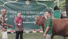 KLH serahkan 33 Hewan Qurban (Dok. Ist)