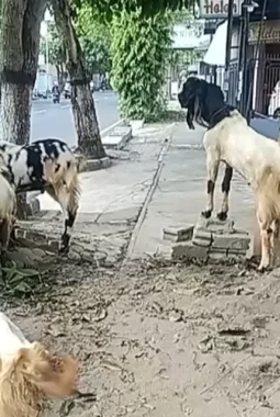 Jelang Iduladha, Stok Hewan Kurban di Kediri Melimpah tapi Harga Malah Turun!