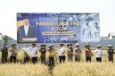 Para napi yang panen padi (Dok. Ist)