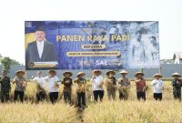 Para napi yang panen padi (Dok. Ist)